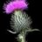 lonely thistle